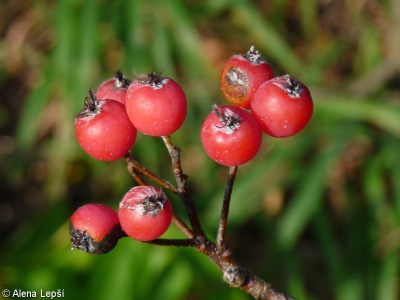 Sorbus hybrida agg. – okruh jeřábu zvrhlého