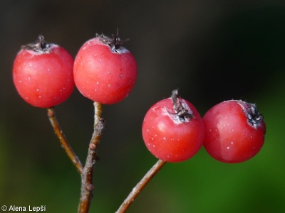 Sorbus pauca – jeřáb bezdězský
