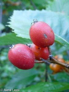 Sorbus portae-bohemicae – jeřáb soutěskový