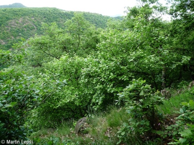 Sorbus portae-bohemicae – jeřáb soutěskový