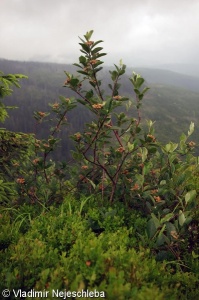 Sorbus sudetica – jeřáb sudetský