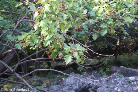 Sorbus torminalis – jeřáb břek, břek