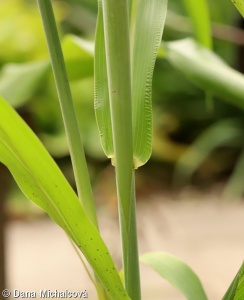 Sorghum bicolor – čirok obecný