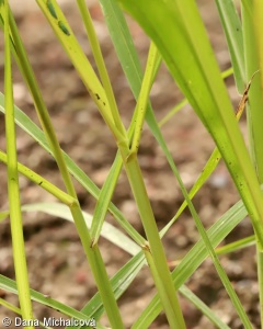Sorghum bicolor – čirok obecný