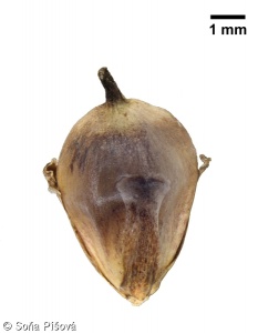 Sparganium erectum subsp. oocarpum – zevar vzpřímený vejcoplodý