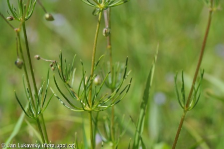 Spergula arvensis – kolenec rolní