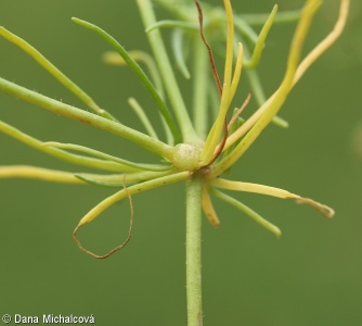 Spergula arvensis