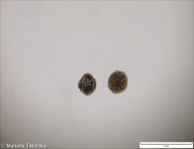 Spergula arvensis subsp. arvensis – kolenec rolní pravý