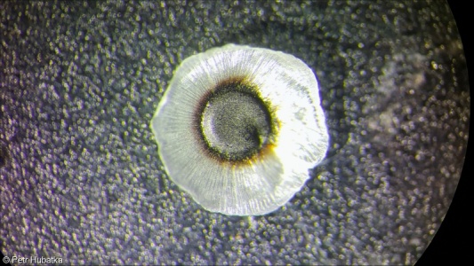 Spergula pentandra