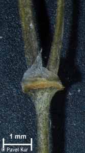 Spergularia echinosperma – kuřinka ostnosemenná