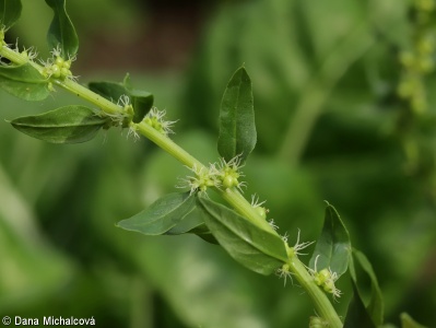 Spinacia oleracea – špenát setý