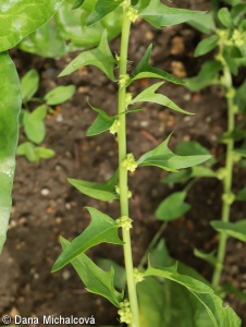Spinacia oleracea – špenát setý