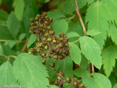 Spiraea chamaedryfolia – tavolník ožankolistý