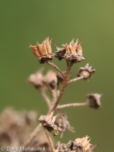 Spiraea japonica – tavolník japonský