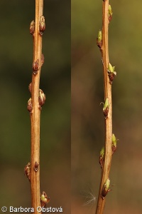 Spiraea salicifolia – tavolník vrbolistý