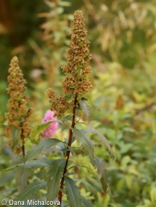 Spiraea salicifolia – tavolník vrbolistý