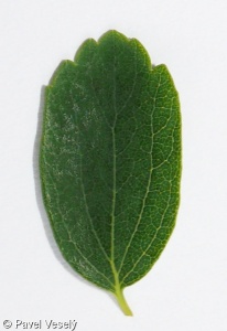 Spiraea ×vanhouttei – tavolník van Houtteův