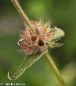 Stachys alpina subsp. alpina – čistec alpínský pravý