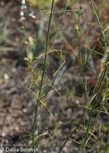Stachys angustifolia