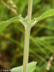 Stachys germanica subsp. germanica – čistec německý pravý