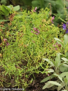 Stachys iberica