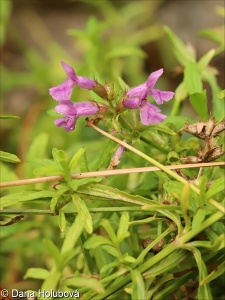 Stachys iberica