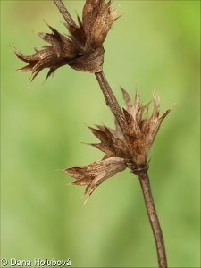 Stachys iberica