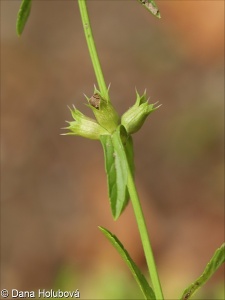 Stachys iberica