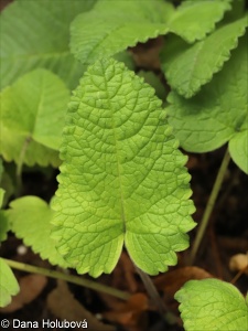 Stachys menthifolia