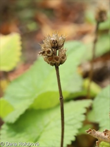 Stachys menthifolia