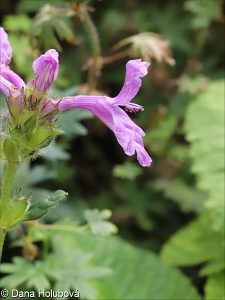 Stachys menthifolia