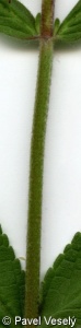 Stachys palustris – čistec bahenní