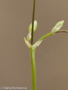 Stellaria graminea – ptačinec trávovitý