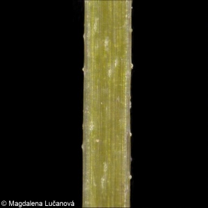 Stellaria palustris