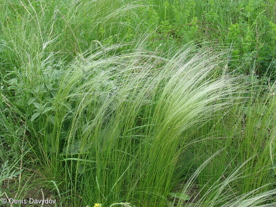 Stipa lessingiana