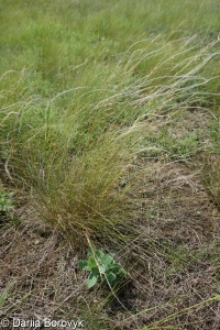 Stipa lessingiana