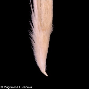 Stipa pennata &ndash; kavyl Ivanův
