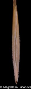 Stipa pennata &ndash; kavyl Ivanův