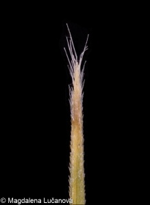 Stipa pennata &ndash; kavyl Ivanův