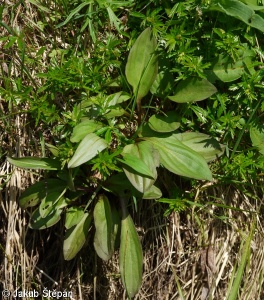 Swertia perennis subsp. perennis – kropenáč vytrvalý pravý