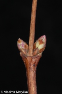 Symphoricarpos albus – pámelník bílý