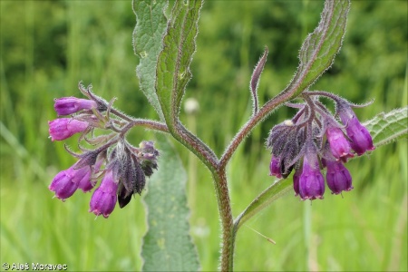 Symphytum officinale &ndash; kostival lékařský
