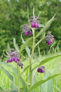 Symphytum officinale &ndash; kostival lékařský