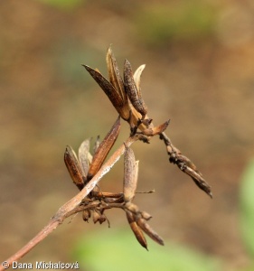 Syringa josikaea – šeřík karpatský