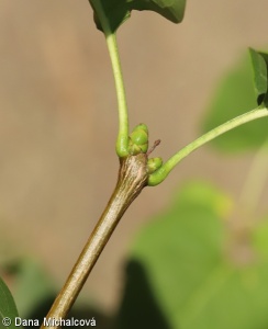 Syringa ×chinensis – šeřík čínský