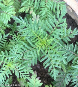 Tagetes tenuifolia – aksamitník tenkolistý
