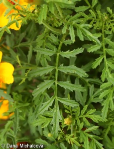 Tagetes tenuifolia – aksamitník tenkolistý