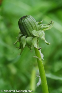 Taraxacum acroglossum – pampeliška ostrolistá