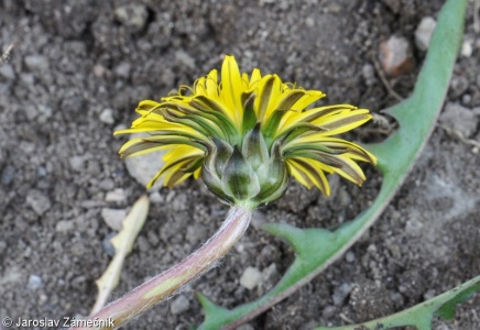 Taraxacum ancoriferum – pampeliška kotvičkatá