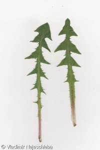 Taraxacum clarum – pampeliška pestrolistenná